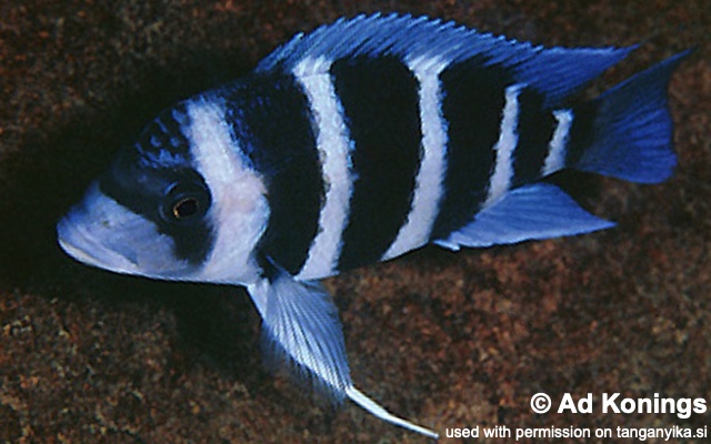 Cyphotilapia gibberosa 'Kapampa'